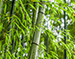神奇的植物—竹子